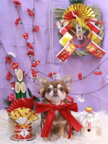 20230124さくらちゃん